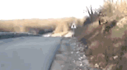 |搞笑GIF:买个加热器,把养的乌龟煮熟了