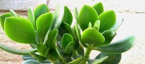  充足的光照|养玉树，不注意1点，就会穿裙子，越养越难看