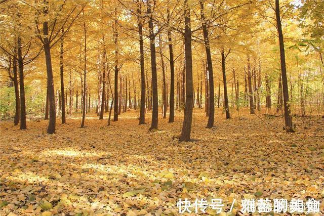 恶吏|晚唐诗人讽刺贪官恶吏,虽不出名,但是字字如刀一针见血