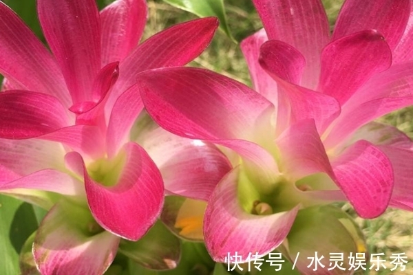 此花花开美而不艳，有极强的药效功能，寓意着身体安康！