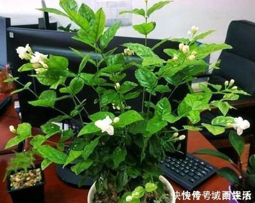 茉莉|平时该如何管理茉莉花抓住5个重点,植株枝繁叶茂、开花多
