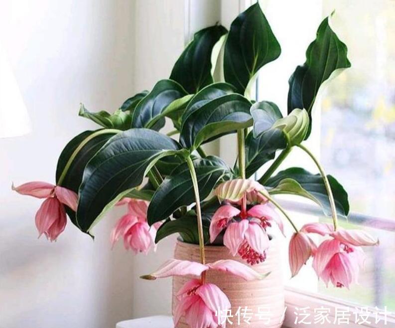 养花试试这几款,端庄秀丽,气质非凡,是传统名花之一