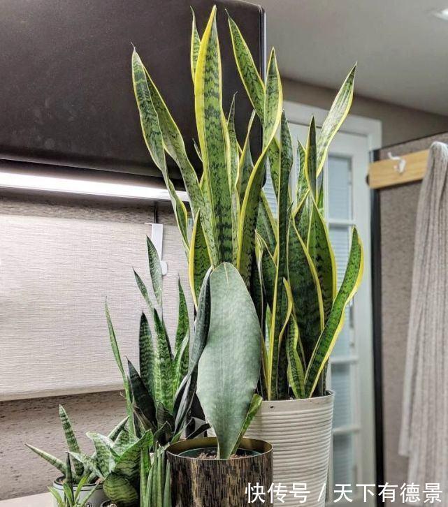 适合懒人养的“6种花”,不只是好养,还寓意好,利于健康