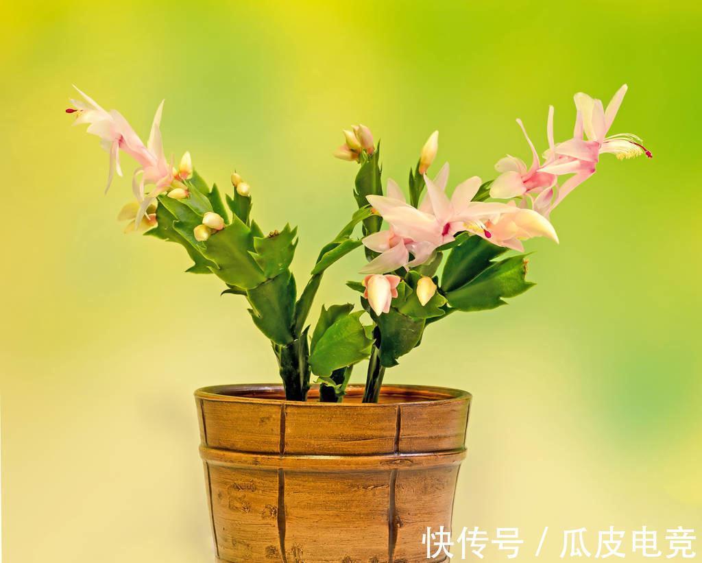 蟹爪兰养不好,这篇养护方法一看就会,建议收藏