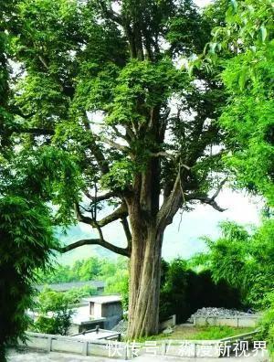 大红袍|中国最贵的三棵树,前两棵配有警卫,最后一个却有点不一样