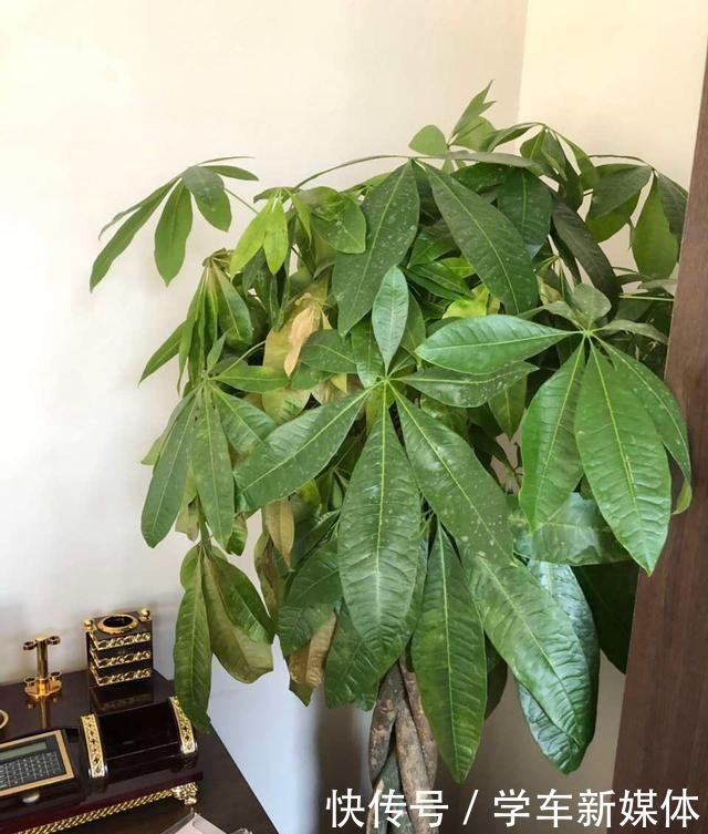 家里摆上10种花,越来越兴旺、发达,听名字就是“吉祥”花!