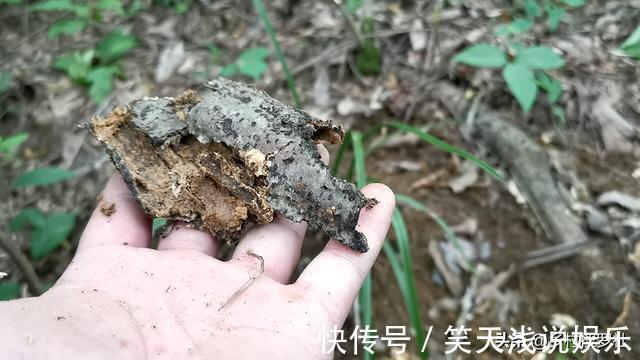 比松树皮更好的兰花植料,生根快、发芽壮,更适合兰菌滋生