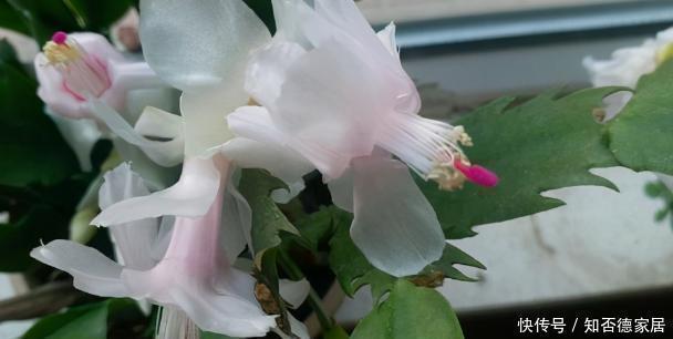 阿司匹林|这5样“小药丸”不值钱,过期了却仍能磨粉养花,好处多多