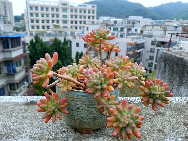 养肉三年,分享养肉经验,谈谈适合逆开挂区的多肉!