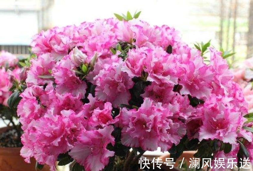 花卉|秋天了,就养4种花卉盆栽,好养易活,开花多,美极了!