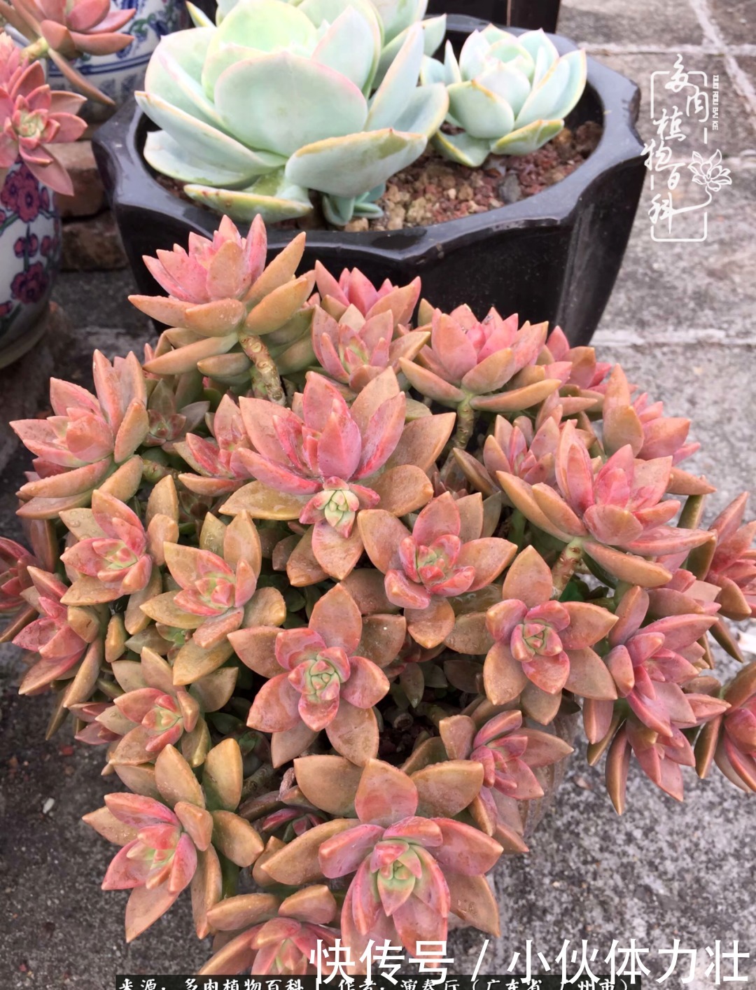 多肉植物|为肉钟情:楼顶上的多肉!