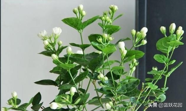 茉莉|茉莉花如何开花多不黄叶简单一招,从夏季爆开到深秋