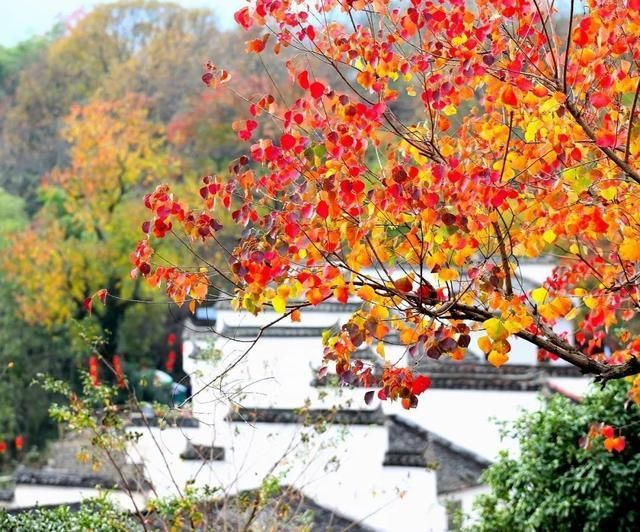 乌桕树|你知道吗?黄山一年中最美的色彩都藏在秋天里了