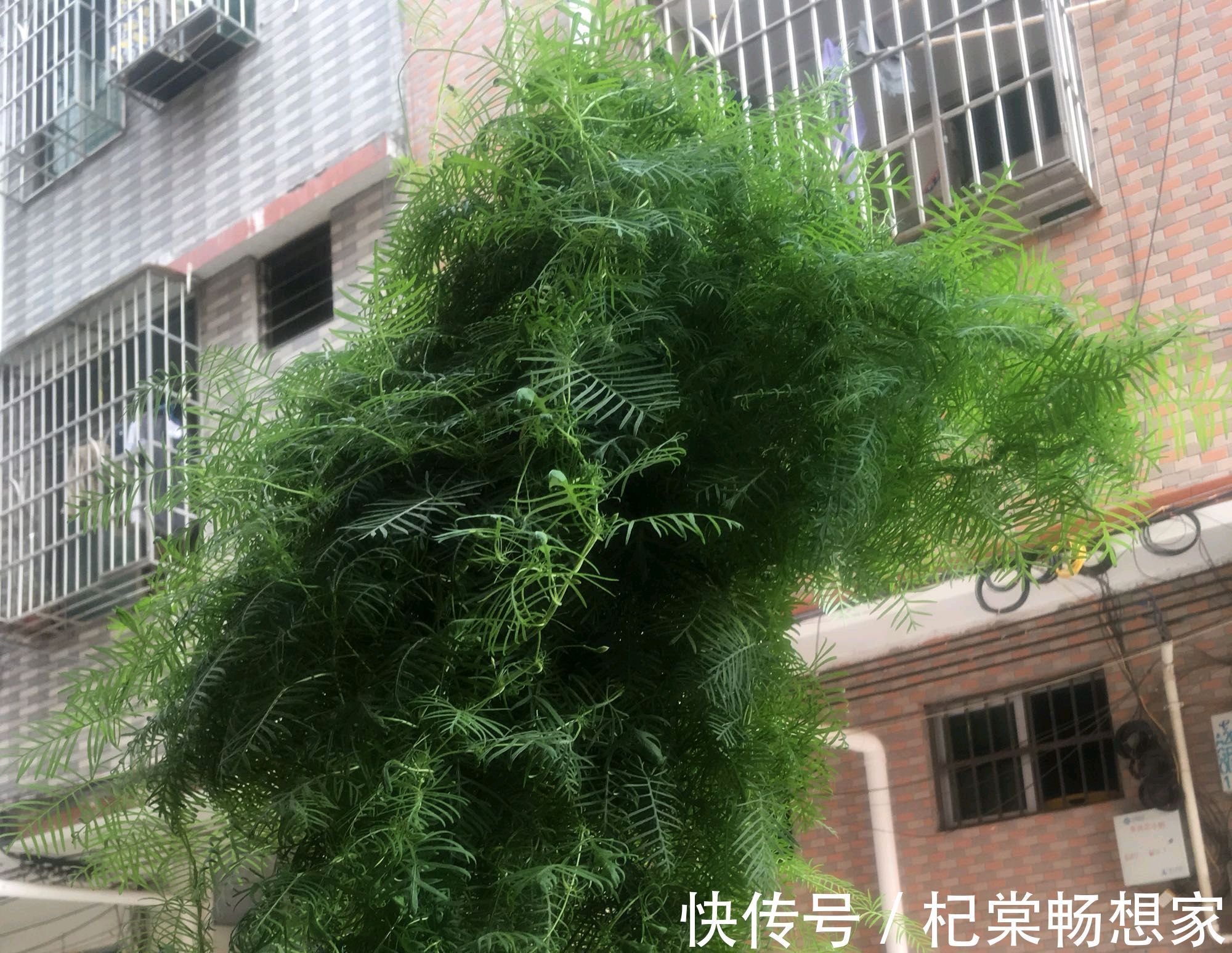 从来不管就能泛滥成灾的一年生植物，随便养就能爬满墙，开花还美