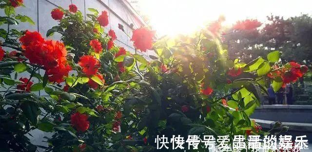 绣球|它们是“庭院3宝”，有院子一定要种全，开花时让人羡慕