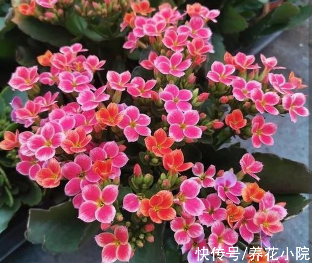 7种“懒人花”，养起来省心，开花还漂亮