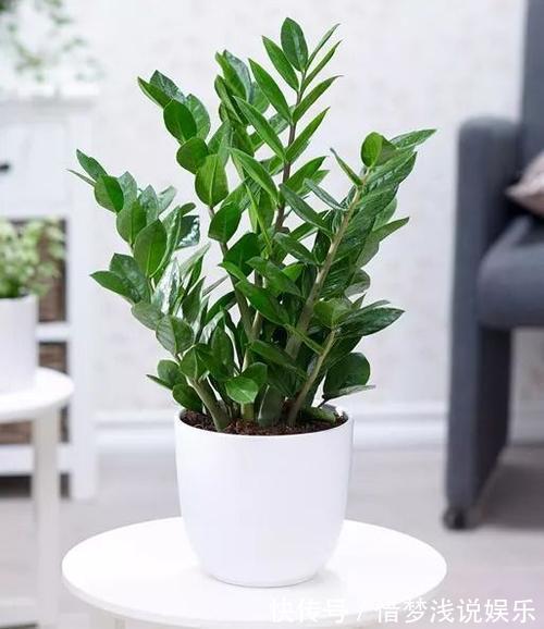 客厅摆盆招财花，空气清新好兆头，富贵人家都爱养