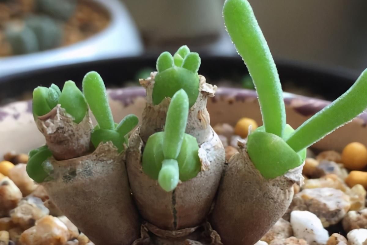 叶子|4种多肉植物不能暴晒，否则晒一盆死一盆