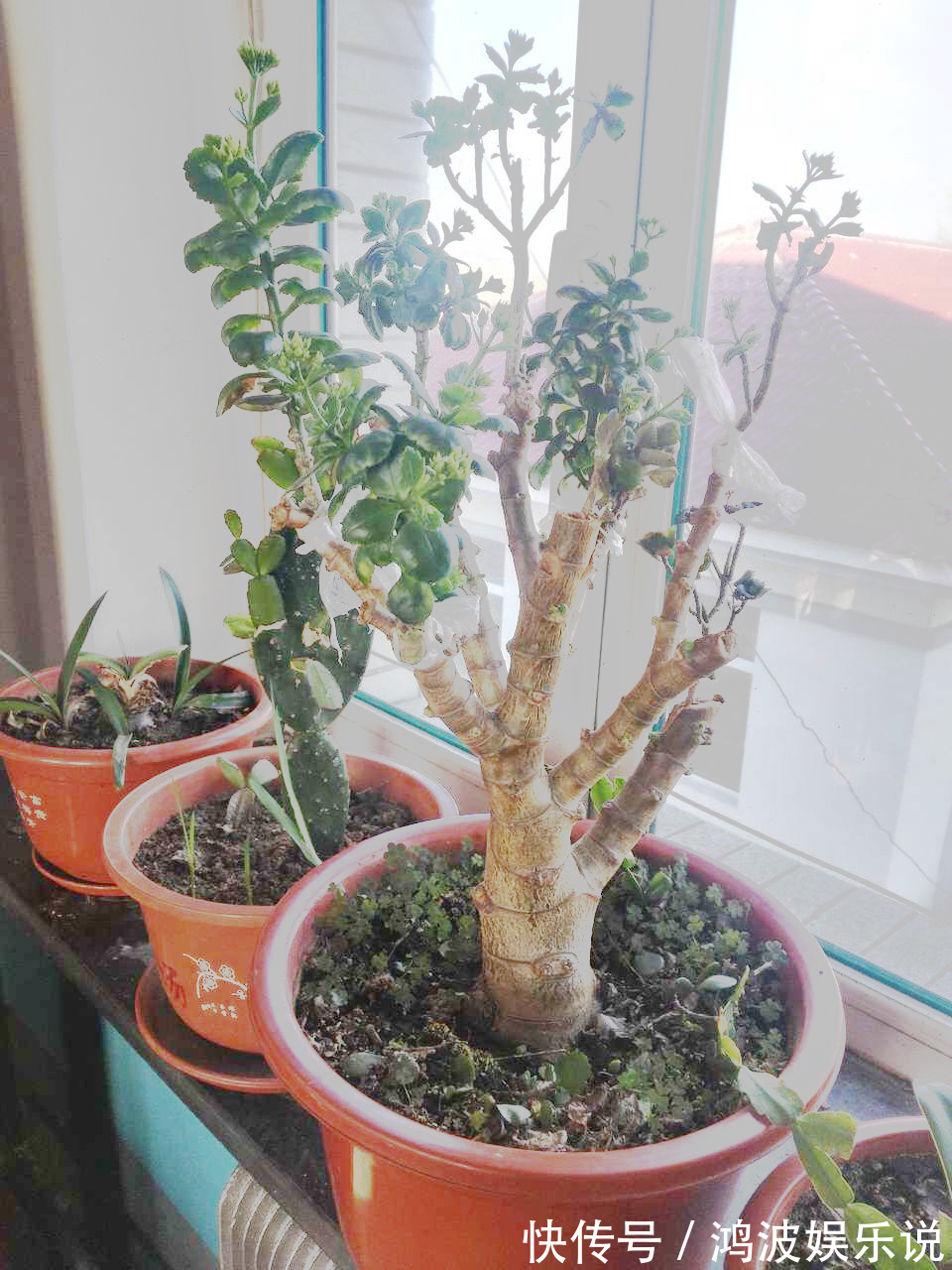 教你1招,让“长寿花”秒变老桩,开花越来越多,养好能做盆景