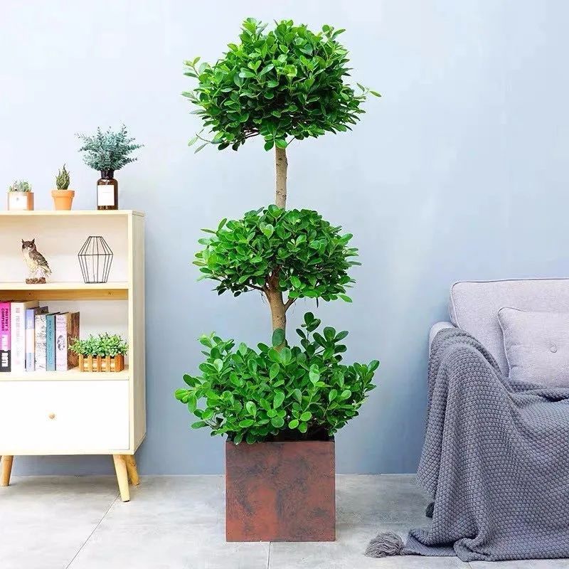 八种命里带“钱”的植物，家里养一盆，招财又旺运，你家养了几种