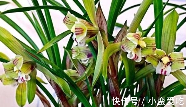 意义|花朵也有不同的意义，世界上的美丽花朵，大自然的惊艳之作