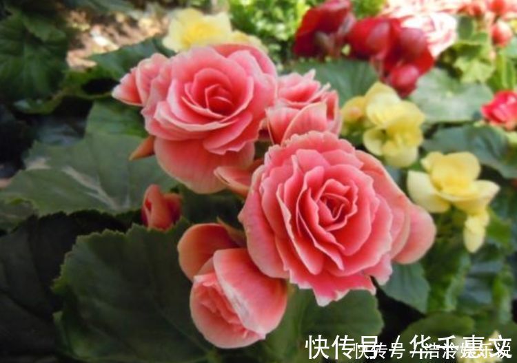 玫瑰海棠玫瑰海棠|家养4种旺运花,吉祥又喜庆,开花红红火火,旺财又旺运!