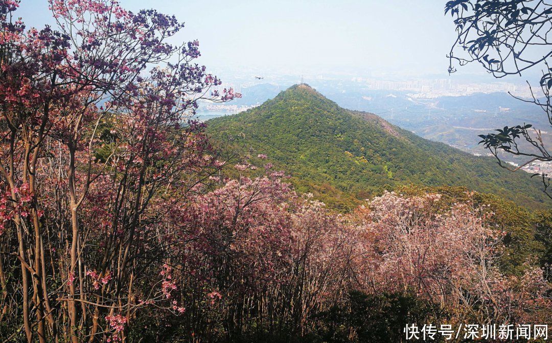 教堂|错过等一年！梧桐山最美花海盛开，漫山遍野一片粉