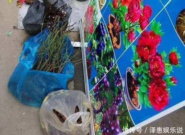 五色牡丹|路边摊买了个花根,花贩说是五色牡丹,长大后一家人哭笑不得