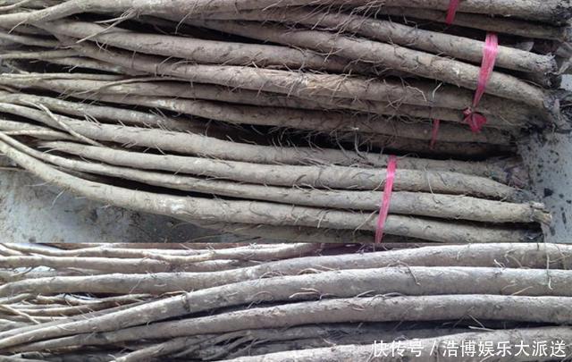 深秋時(shí)節(jié),要多吃“地下5寶”,既是菜還是主食,應(yīng)季而食營(yíng)養(yǎng)好