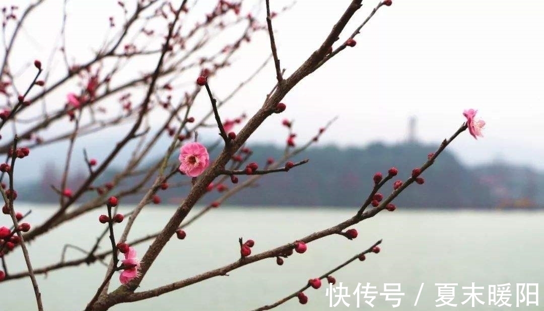 知心#陆游一首七律《梅花》：月色朦胧，花香满身，知心相遇，情思动人