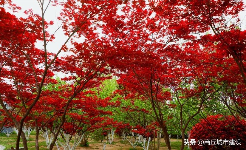 商丘市日月湖景区：春日红枫无限好 赏枫何须待秋时