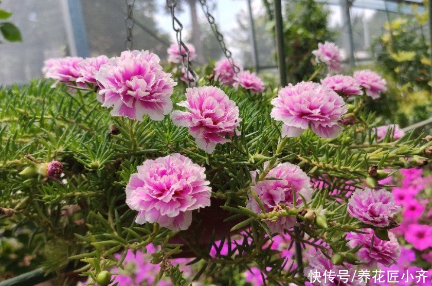 夏季|夏季天热光照强，但是这几种花要使劲晒，晒得越狠，越容易开爆盆