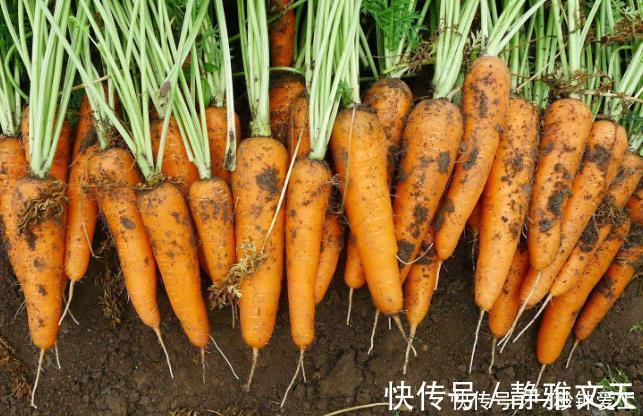 禁忌|让人倒下的不是病,而是无知吃胡萝卜的一大禁忌,大多人不了解