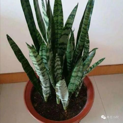 冬天室内太干燥，养上6种植物，空气清新自然