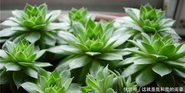 犯愁|多肉观音莲,最爱“吃大饼”,一摊一大张,一个夏天都犯愁