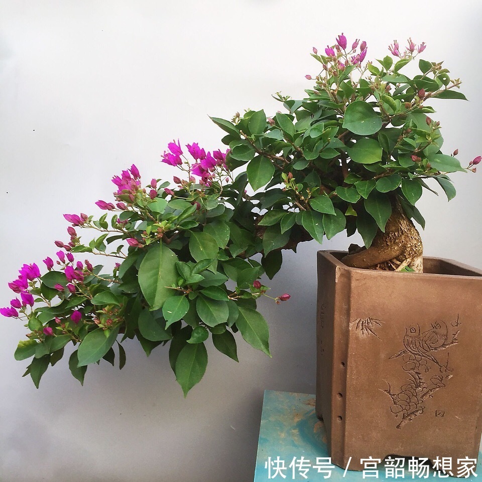 三角梅开花“零星点点”,干脆剪一刀,喂2勺开花肥,国庆开爆盆