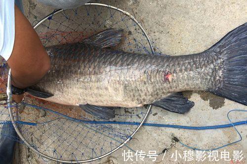 脂肪含量|过年吃鱼避开这4种,或是甲醛和重金属“携带者”,看完转给家人