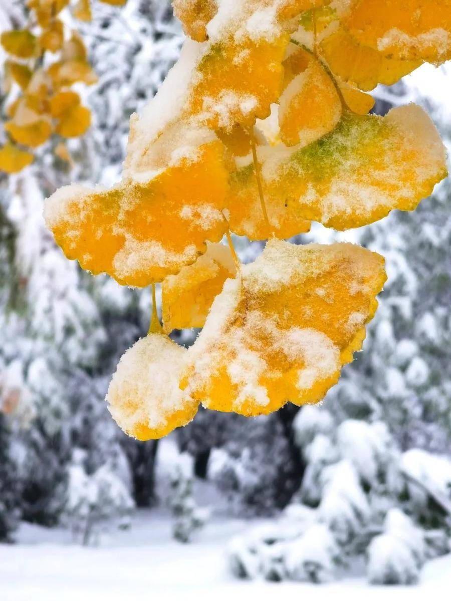 初雪中的济南南郊宾馆|镜头下 | 初雪