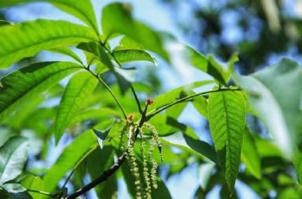 零的突破！临安山核桃首次完成无人机智能授粉