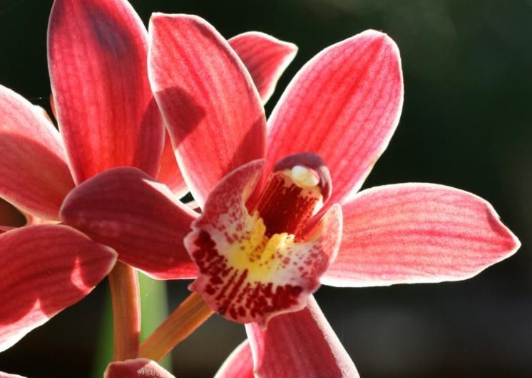兰花|种植兰花是否需要施肥?想要种好兰花,这些点你要知道