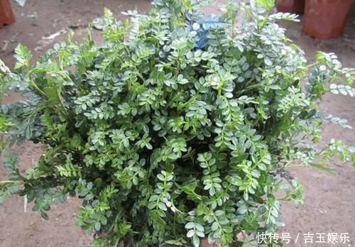 家里不通风、异味大,就养“3种花”,不仅有香味,还净化空气