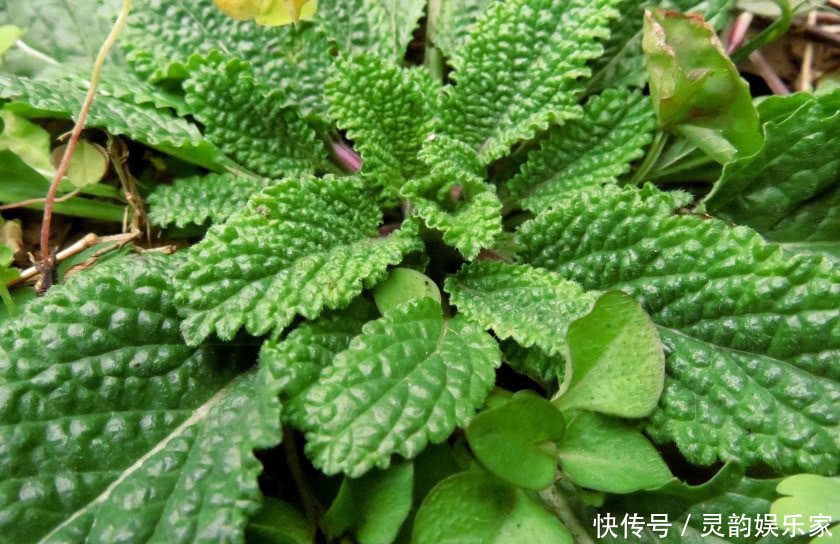 這種野草人稱“雪見草”農民摘它的葉子泡茶,殊不知是一種好藥