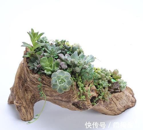 花盆|除了花盆之外,这些东西也是绝佳的养花神器,你用过吗?