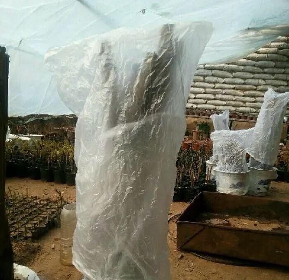 这2种大粗杆插土里,2周能生根,成活后还可以做成盆景造型