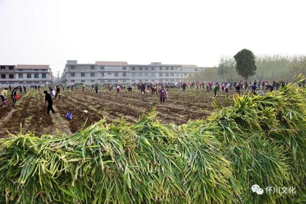 城村|博爱下期城村千人聚集抢生姜！