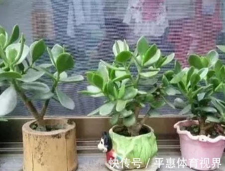金钱树|“4种树”再贵也别买,用1根枝插土里,30天就生根,一盆变多盆