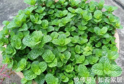 色斑|养肝就是保命，3种野菜，养肝护肝，排毒养颜，安神助眠，除色斑