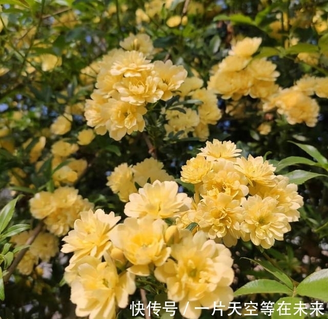 这些懒人“神器”，就是你养花的“绊脚石”，是养不好的主要原因