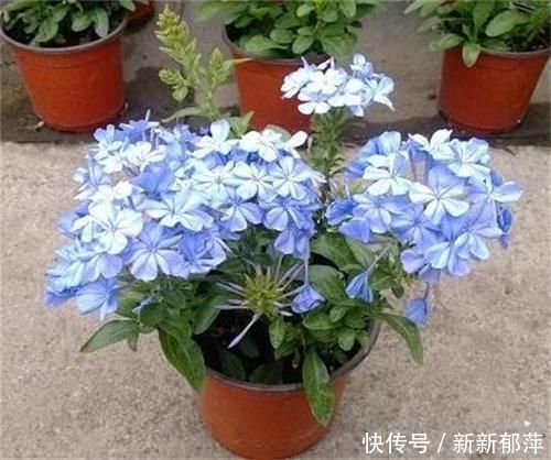 繁殖|夏天急着赏花养4种花,掐根枝条就能活,今年还能开花