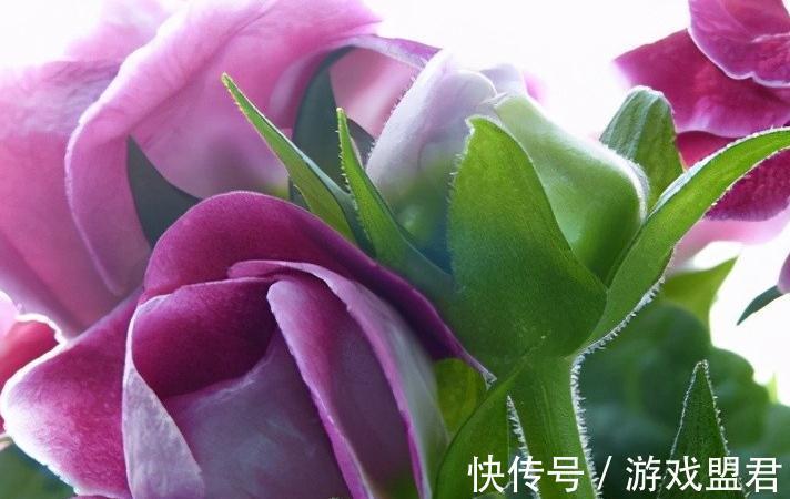 盘点大岩桐5大常见品种,你有几种